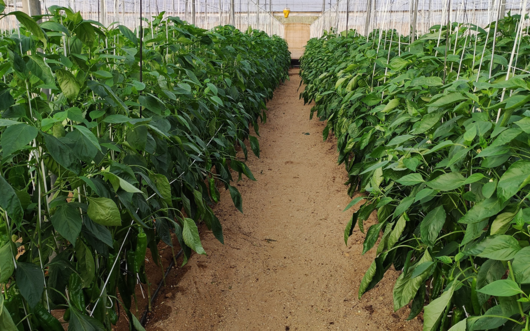The spots of the parvispinus do not affect the quality of the pepper or the health of consumers in any way